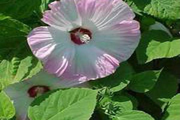 Hibiscus moscheutos \x27Disco Belle White\x27