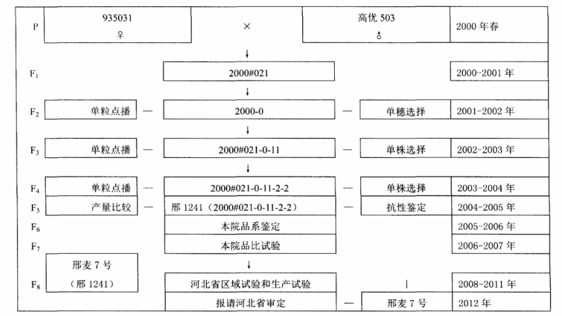 邢麥7號