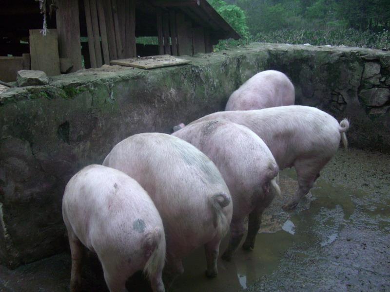 田家灣自然村養殖產業