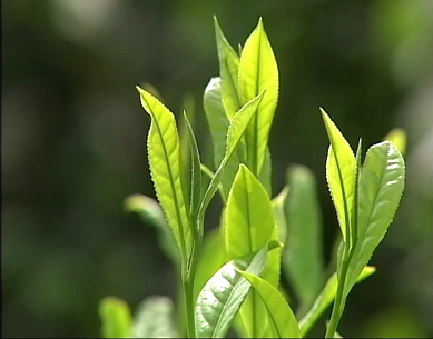 太平猴魁茶園