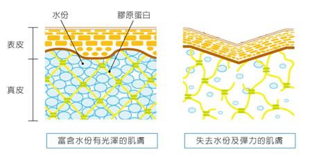 膠原Collagen