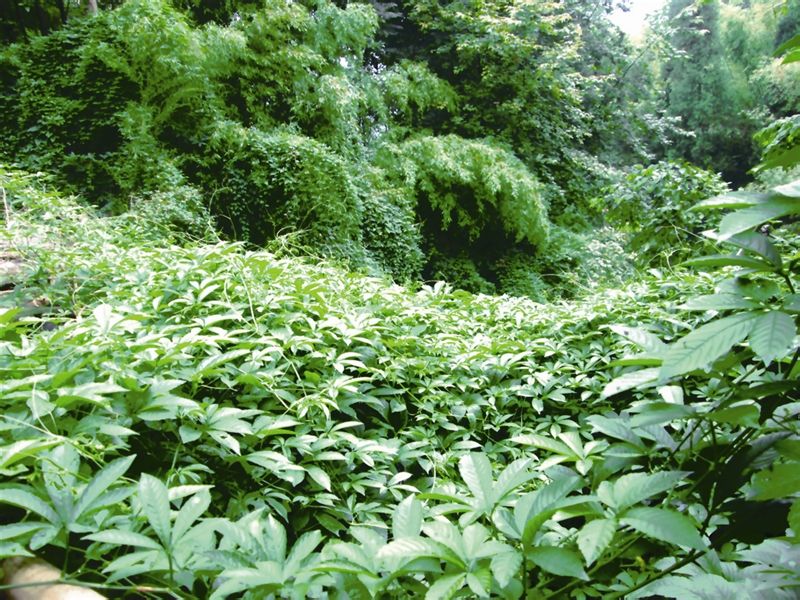 新地村(遼寧省朝陽市朝陽縣西五家子鄉新地村)