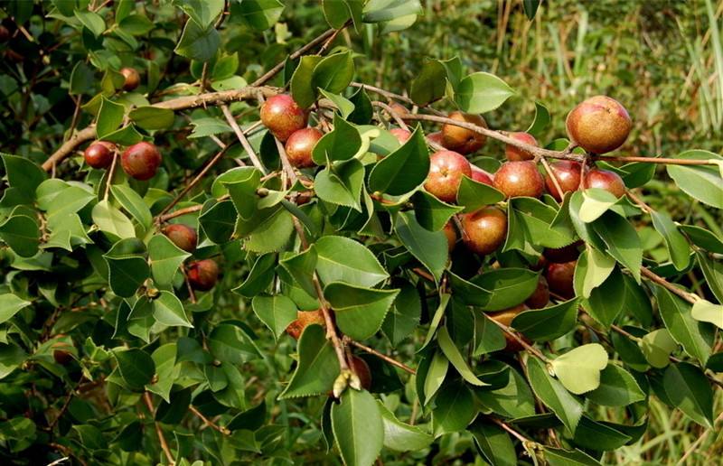 麻城茶油