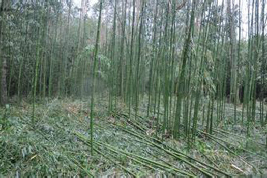 竹子村(雲南省玉溪市易門縣綠汁鎮下轄村)