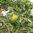 常山胡柚(芸香科柑橘屬植物)