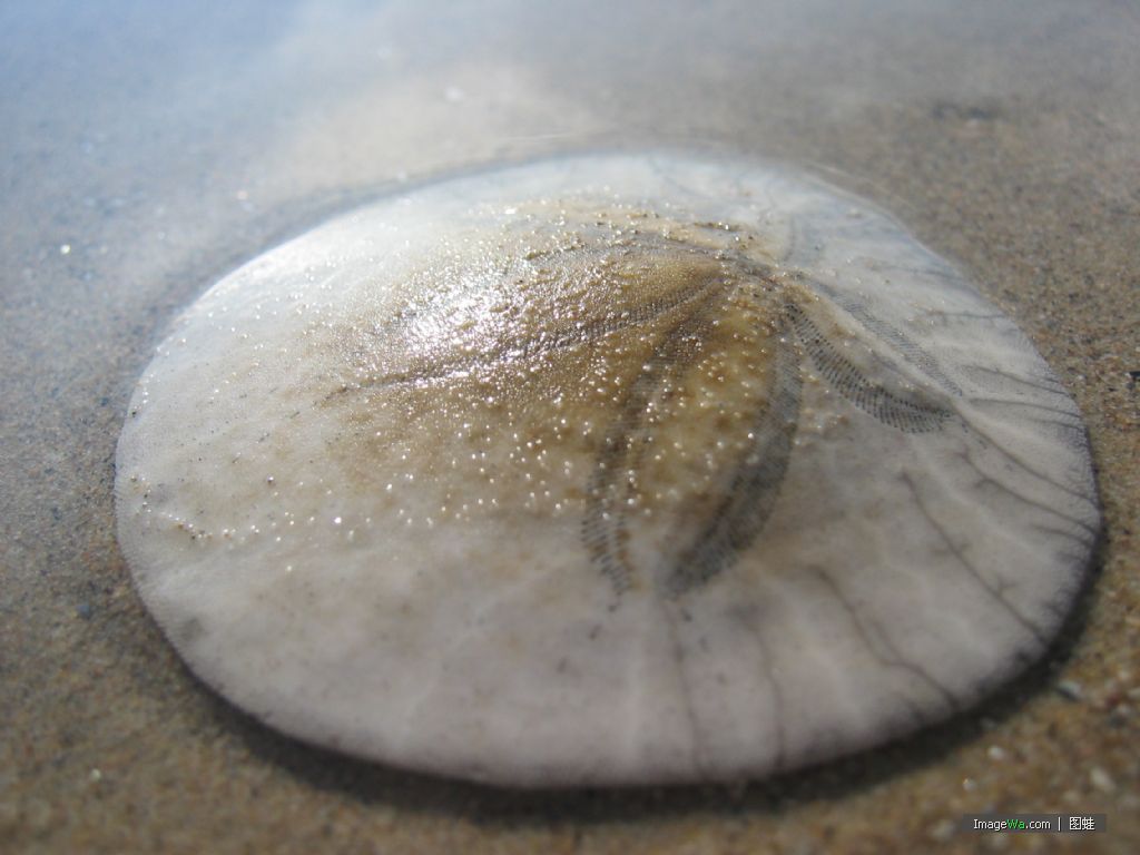 餅海膽