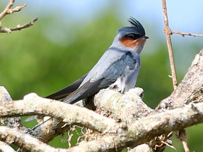 鳥類羽冠