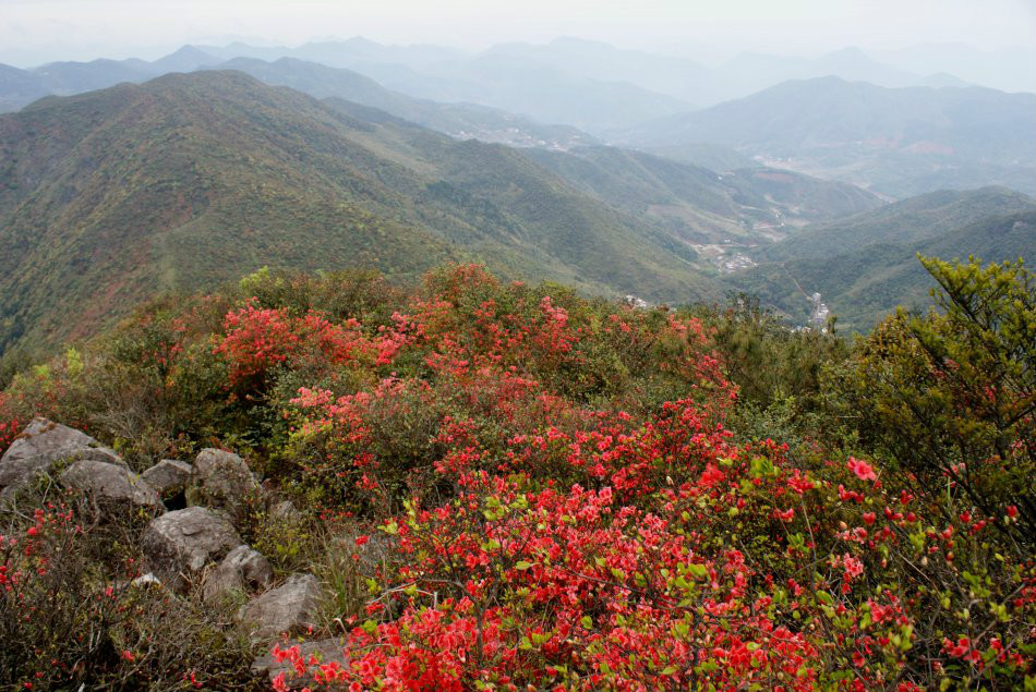 芹山主峰上