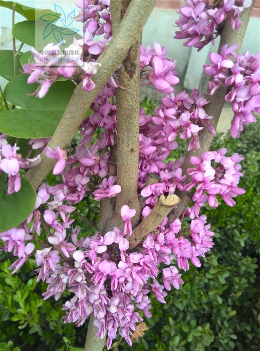 短毛紫荊（變型）