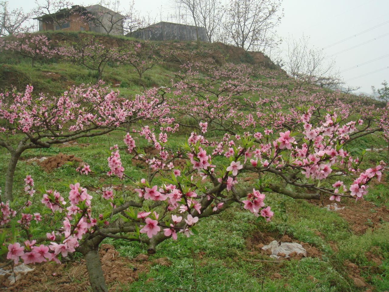 秦皇桃花