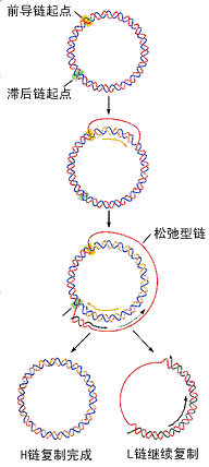 D環複製