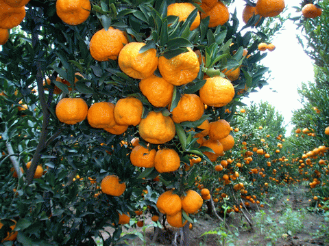 賓居華僑農場