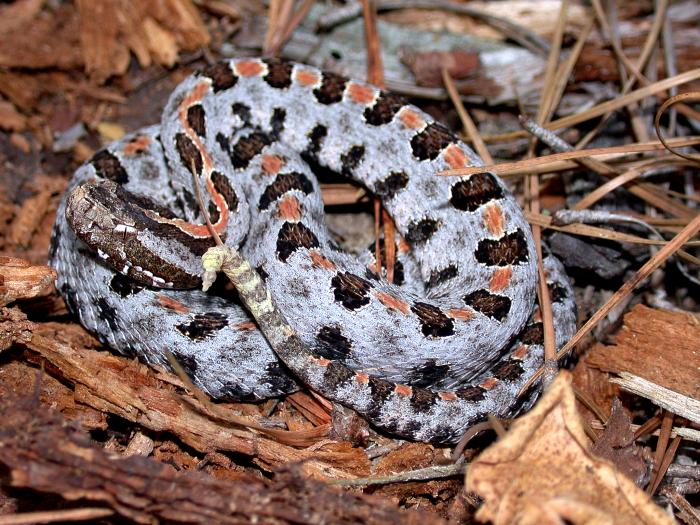 侏儒響尾蛇(Sistrurus miliarius)