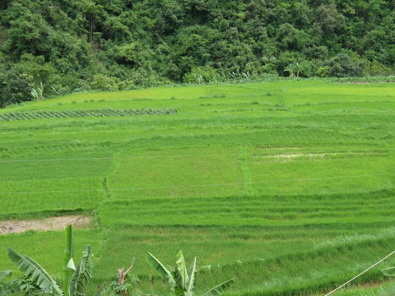 黃草坡村