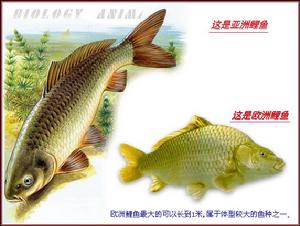 鯉魚