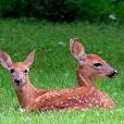 Two Sweet Fawns in the Meadow Baby Animals Journal: Lined Notebook / Diary