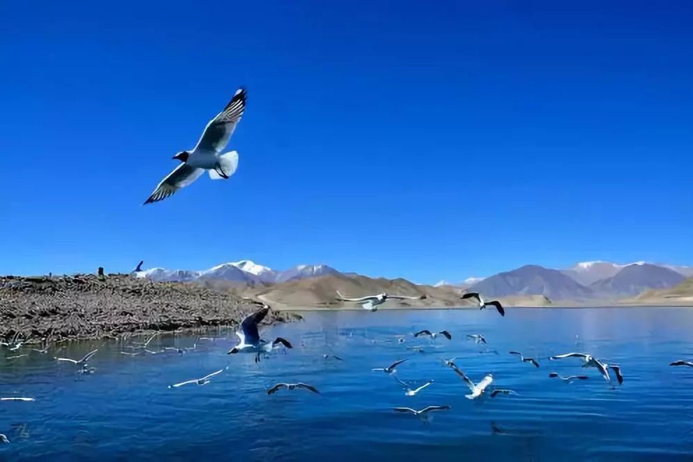 中鳥島