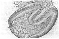 生物工程牙胚