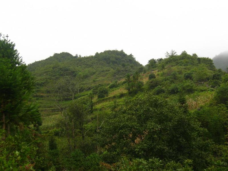 新發寨一組自然村-生態林