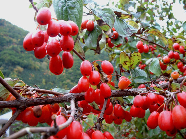 佛坪山茱萸