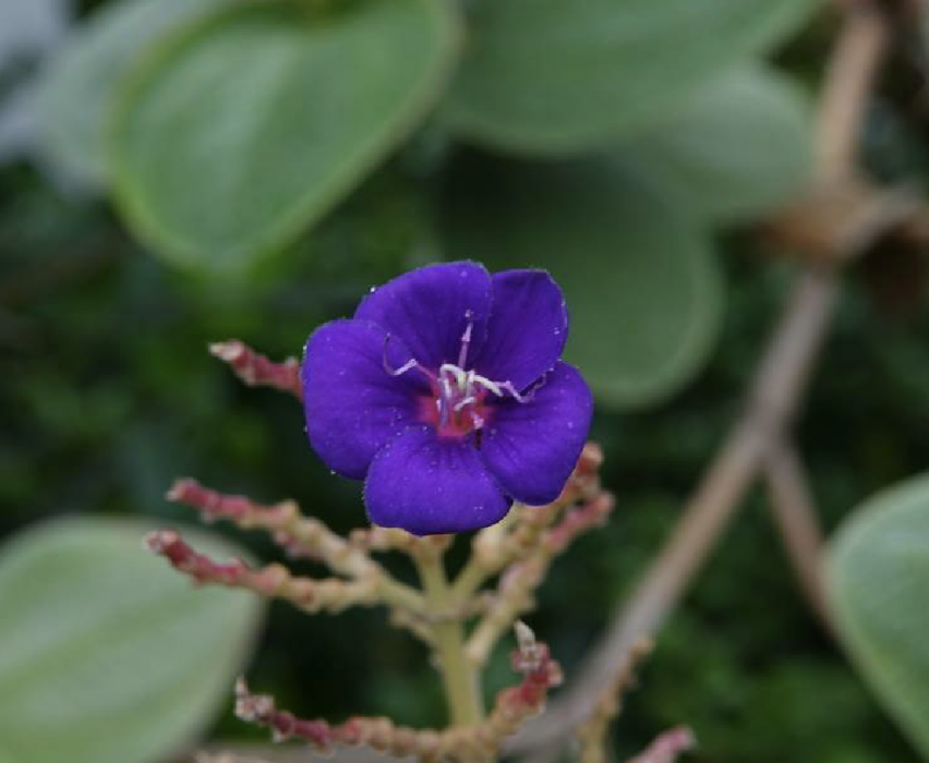 銀毛蒂牡花