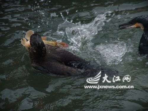 鸕鶿捕魚成功