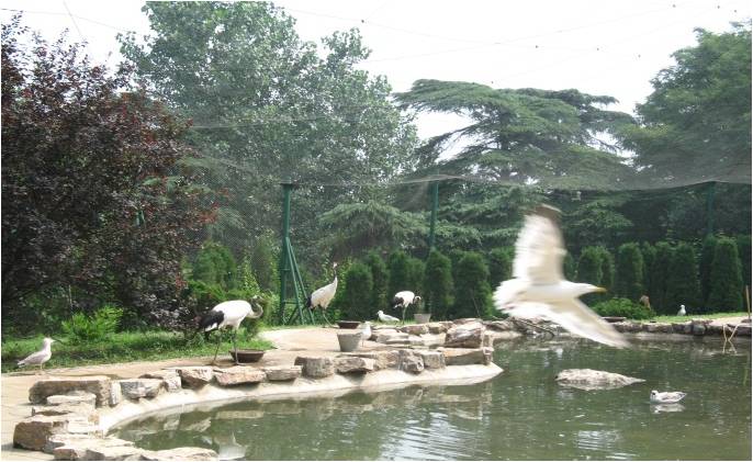 南京紅山森林動物園(南京市紅山森林動物園)