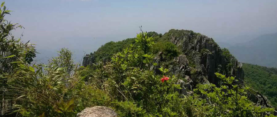 清涼峰木本植物志