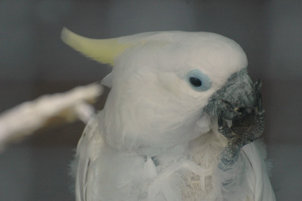 葵花鳳頭鸚鵡紐幾內亞亞種（圖2）