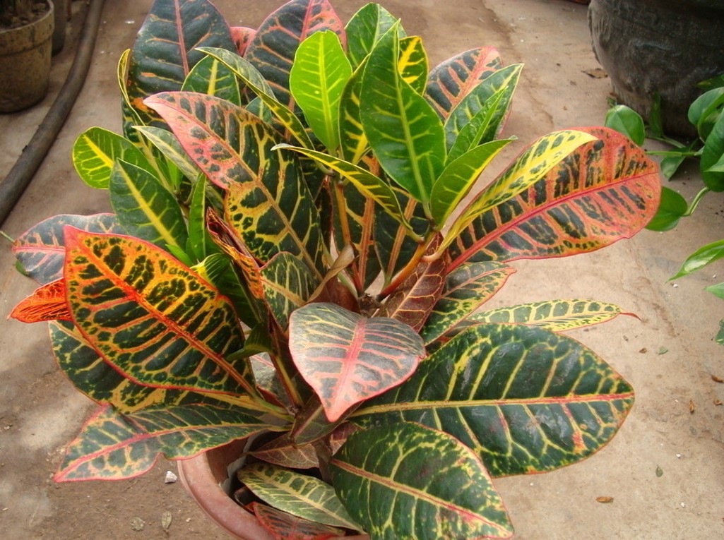 變葉木(Codiaeum variegatum)