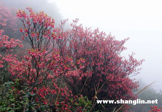 上林山花燦漫