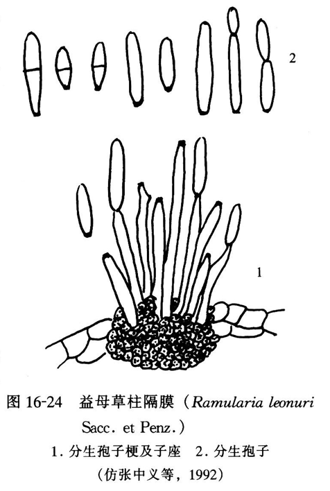 柱隔孢屬