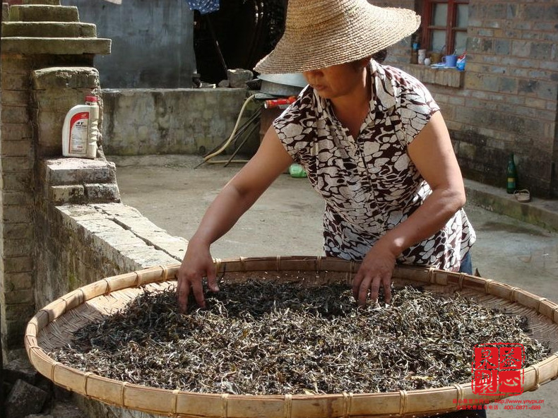 普洱茶產業