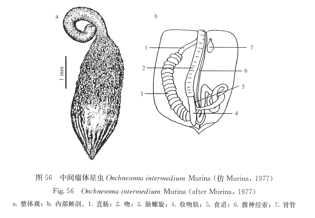 中間瘤體星蟲