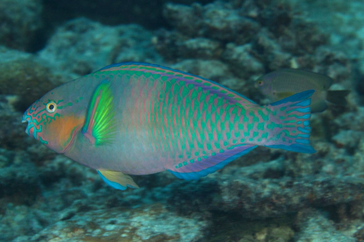 日本絢鸚嘴魚