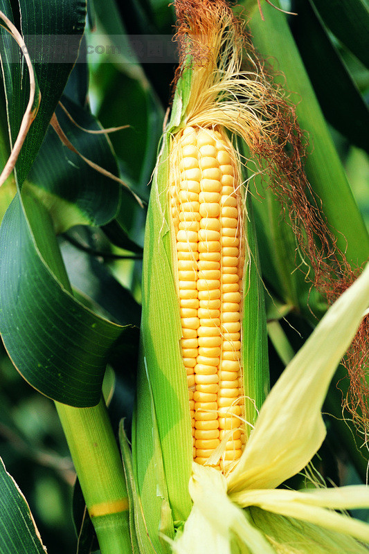 玉米是赤道幾內亞人們的家常大餐