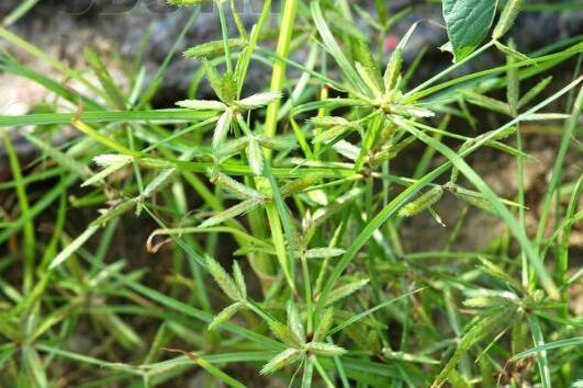 暗褐飄拂草（原變種）