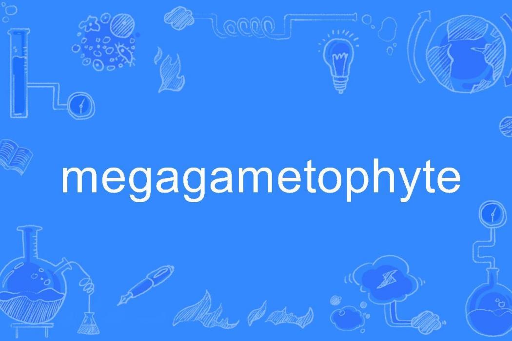 megagametophyte