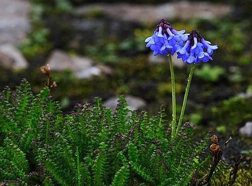 穗花報春