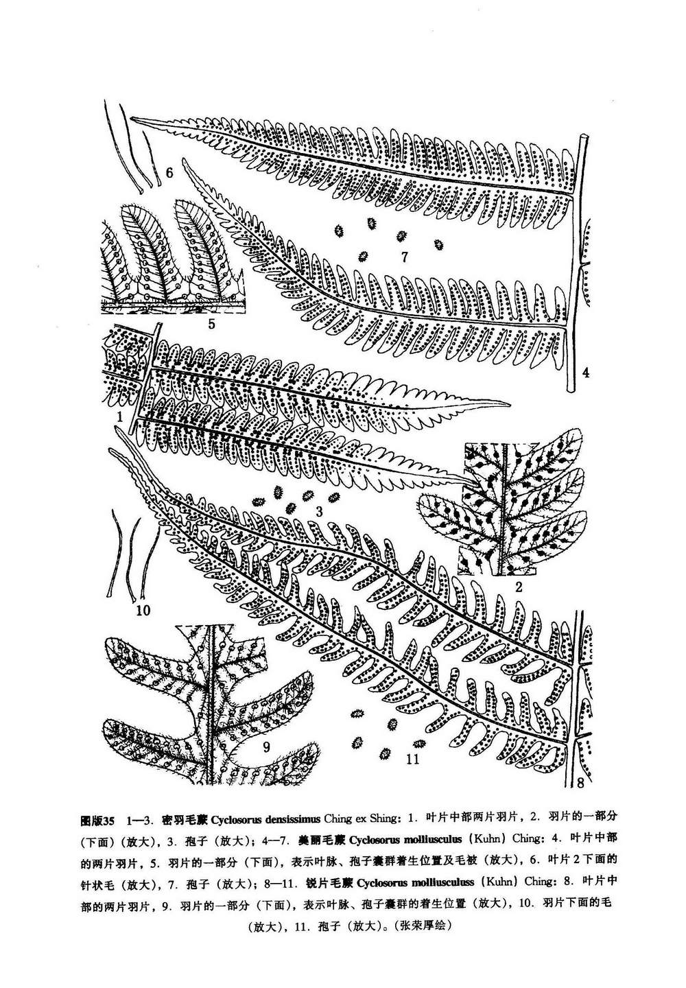 美麗毛蕨