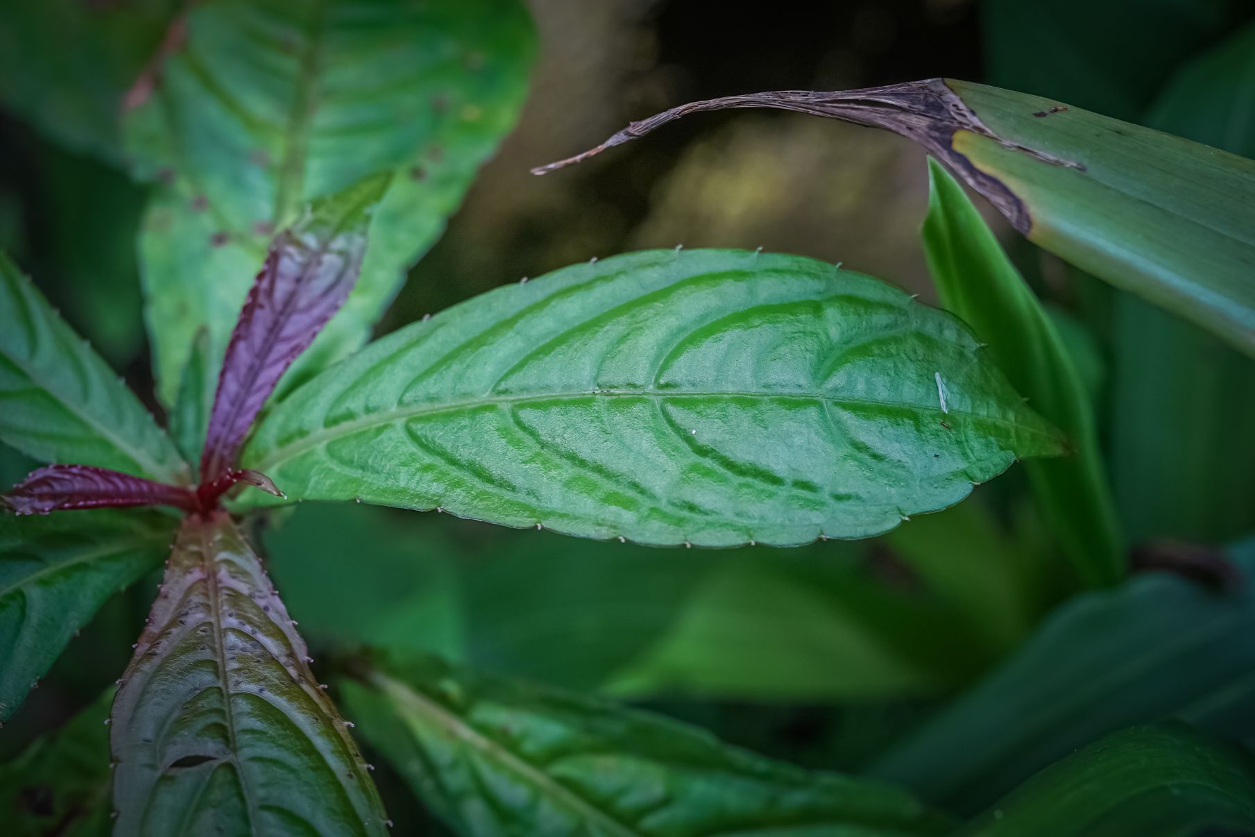 耳葉棒鳳仙花