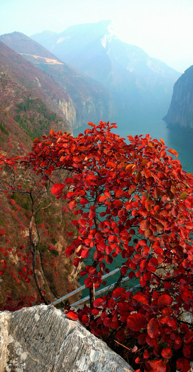 瞿塘關賞三峽紅葉