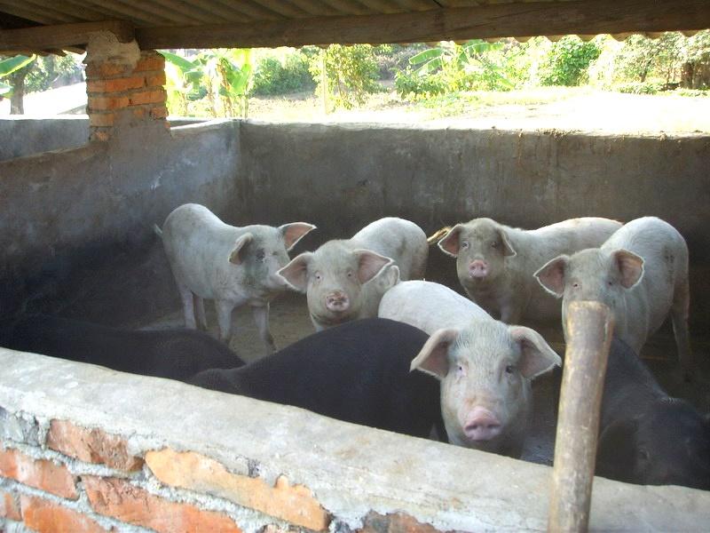 養殖肉豬情況