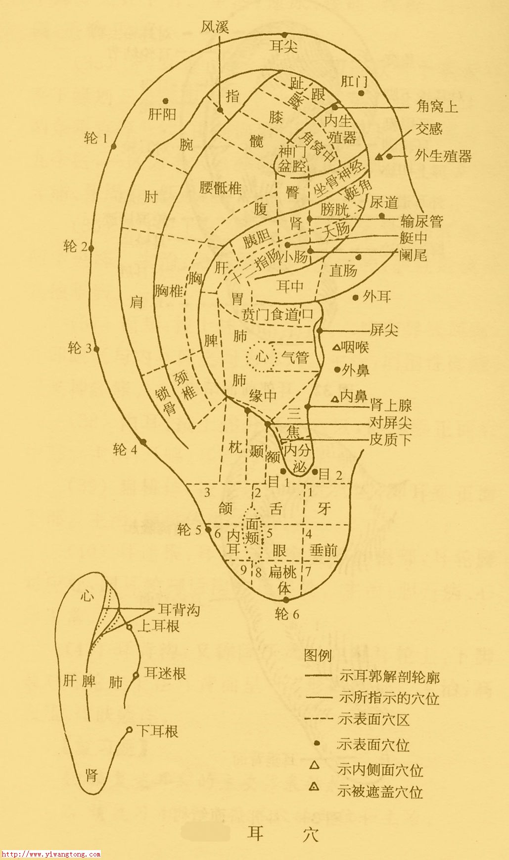 耳針法