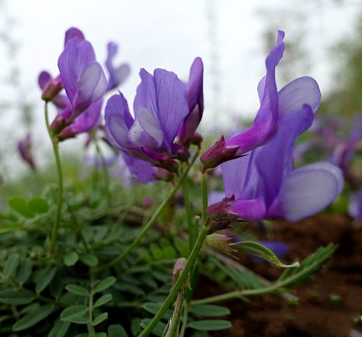 大花野豌豆