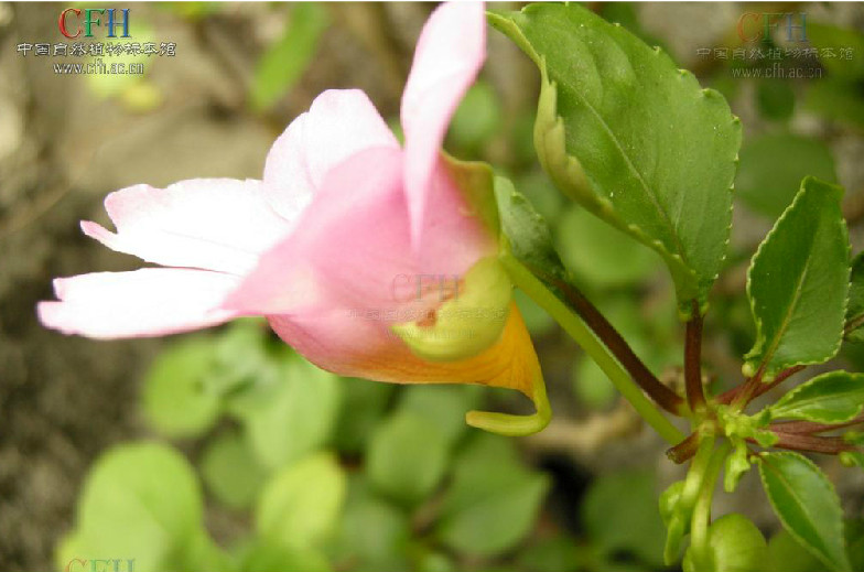 多脈鳳仙花