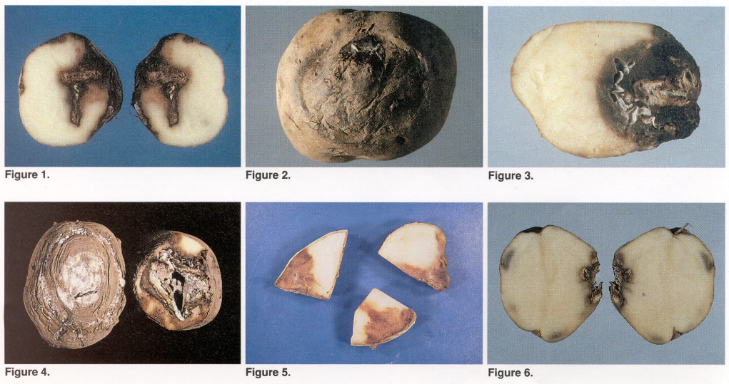 馬鈴薯乾腐病