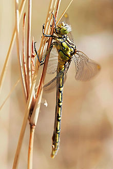 Austrogomphus guerini