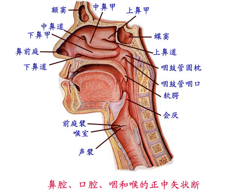 鼻炎網