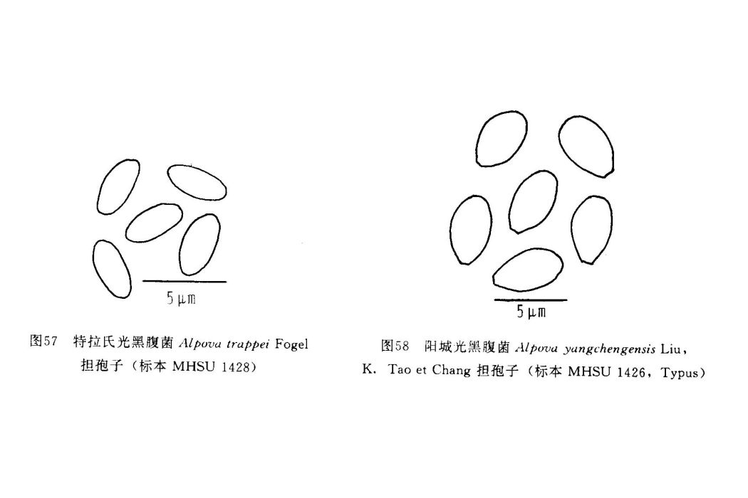 光黑腹菌屬